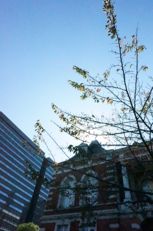 落葉した桜木に季節の移ろいを見る