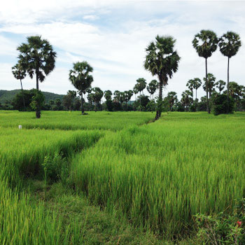 カンボジアの田園風景写真