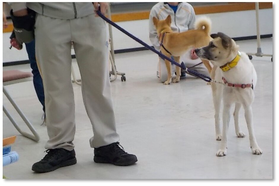 少年と犬との訓練の様子①