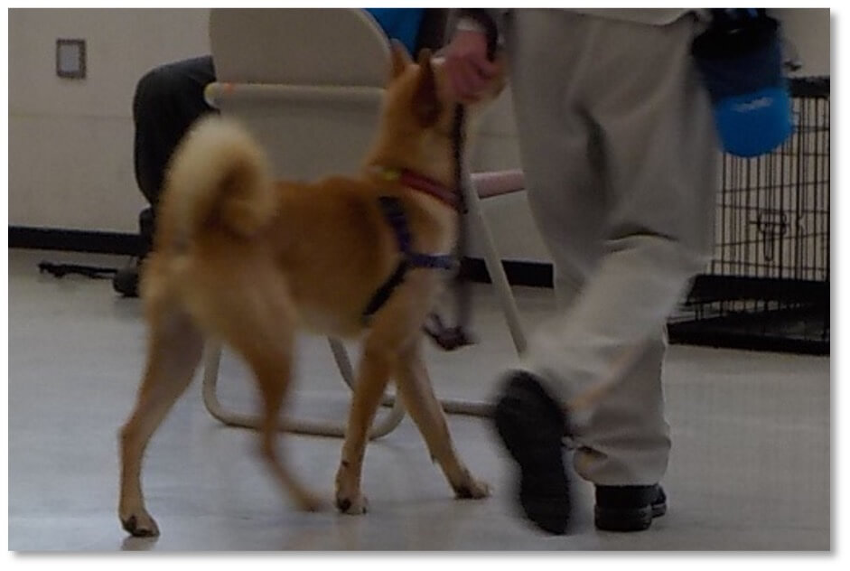 少年と犬との訓練の様子③