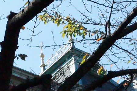 Needles shining in the autumn sun