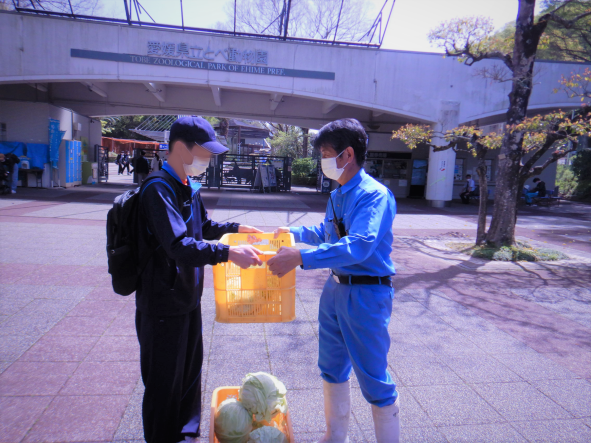 松山学園で栽培した時給野菜のうち、消費に適さない野菜について、県立とべ動物園に寄贈しました。