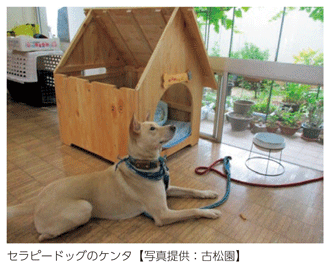 セラピードッグのケンタ【写真提供:古松園】
